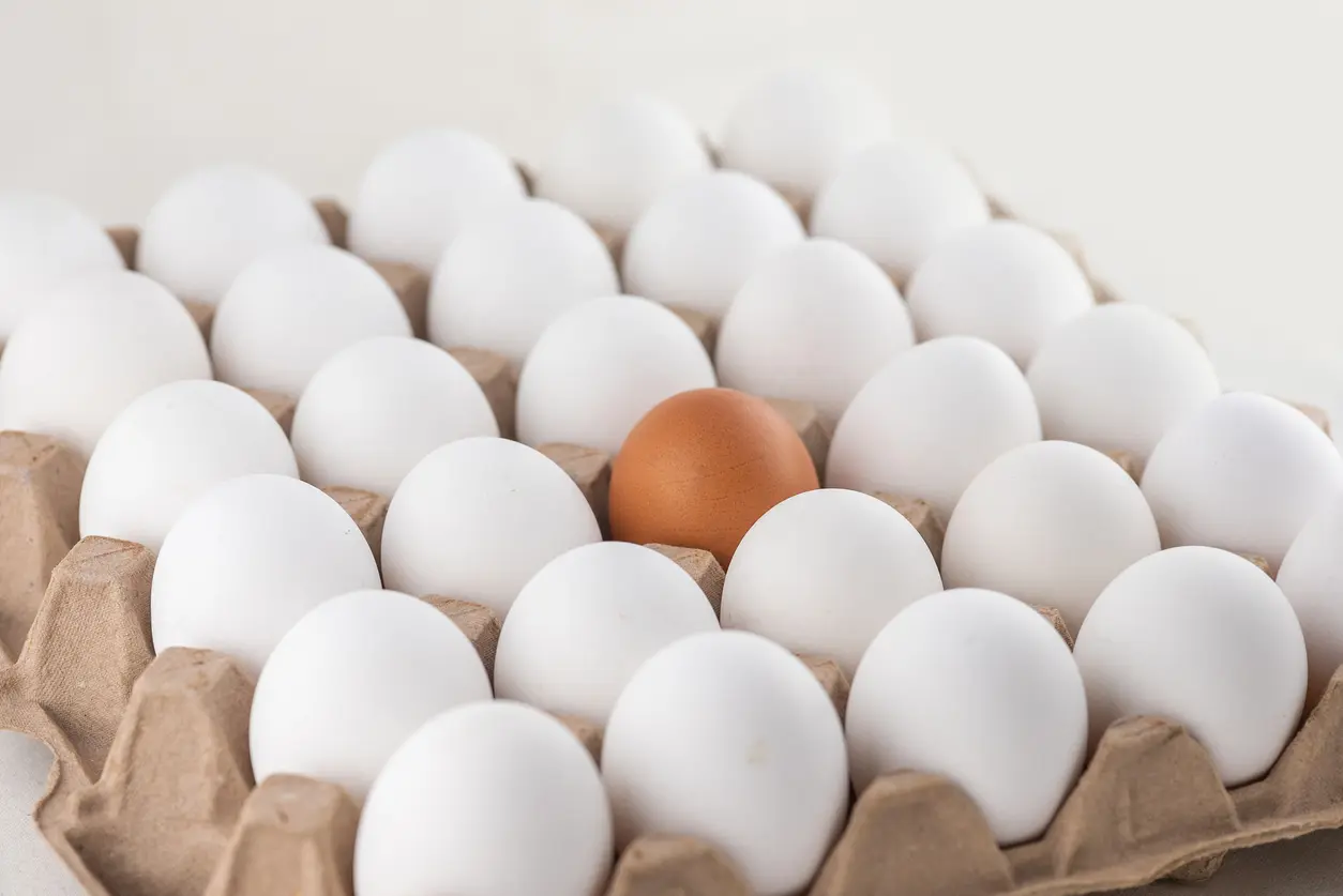 Egg box, stock photo, empty egg carton, close up of eggs. A brown egg among white egg