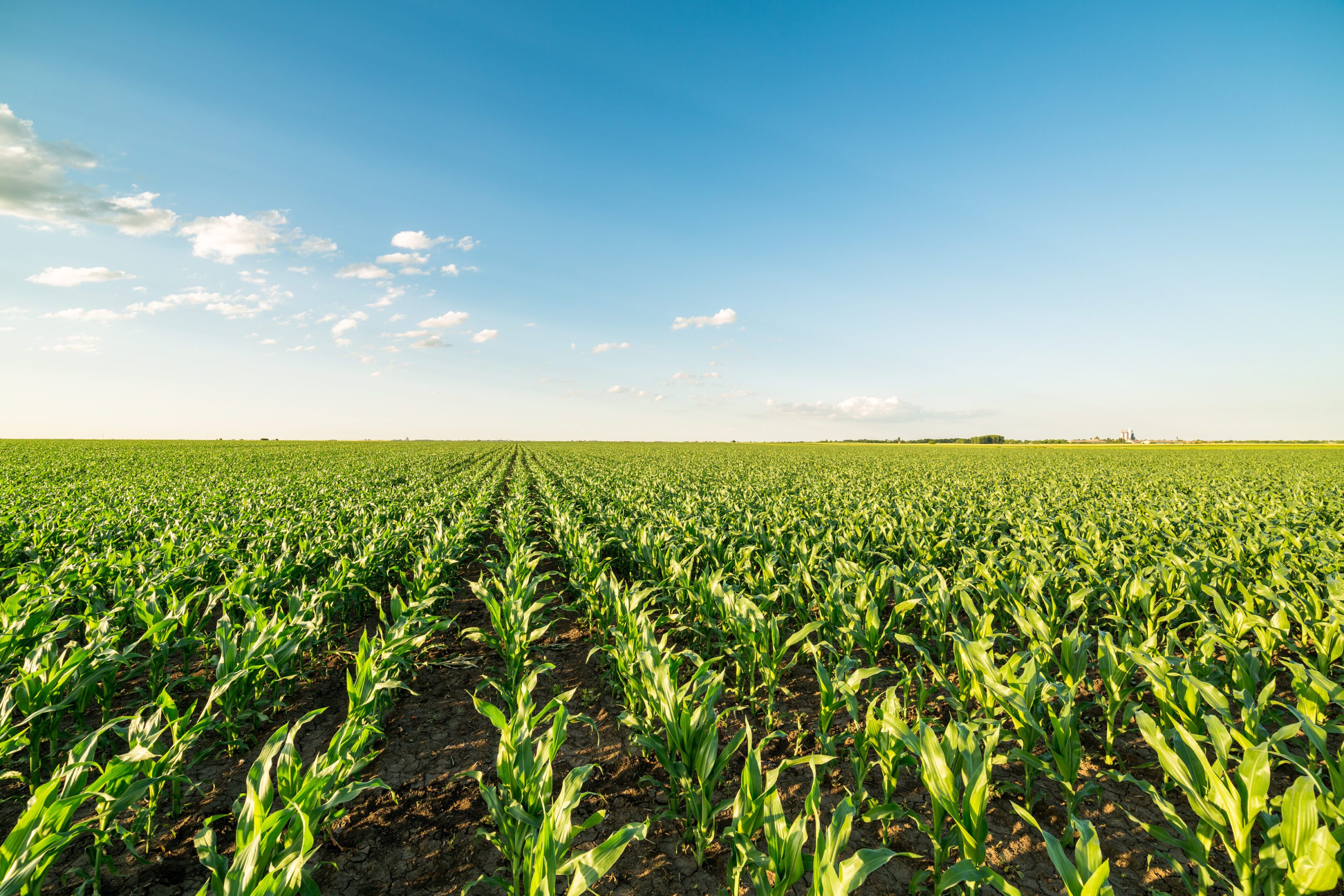 Green corn maize field in early stage. Green corn maize field in early stage