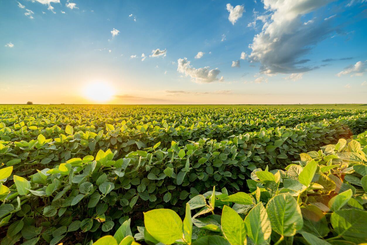 Sunlit soybean field with blue sky.